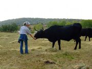 Ganado bovino. Villafranca de la Sierra, vila